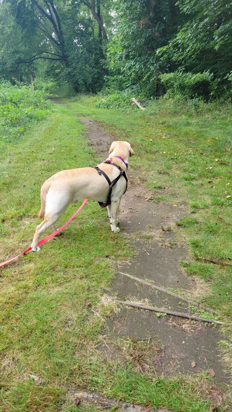 Pets Acting Nervous Or Alert At Certain Times