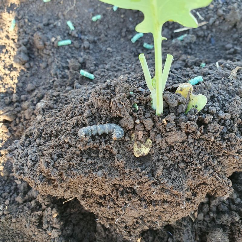 Urban Heat Islands Accelerate Pest Development