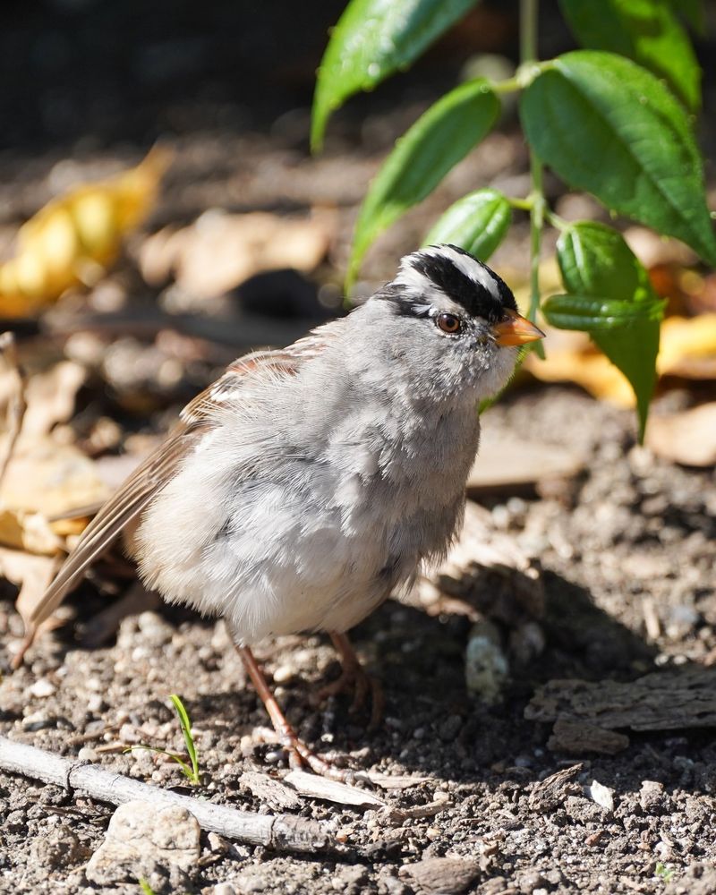 Wildlife Attraction Creates A Backyard Ecosystem