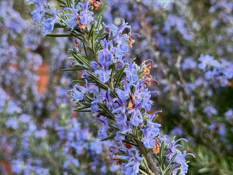 Pollinator-Friendly Blooming Plant