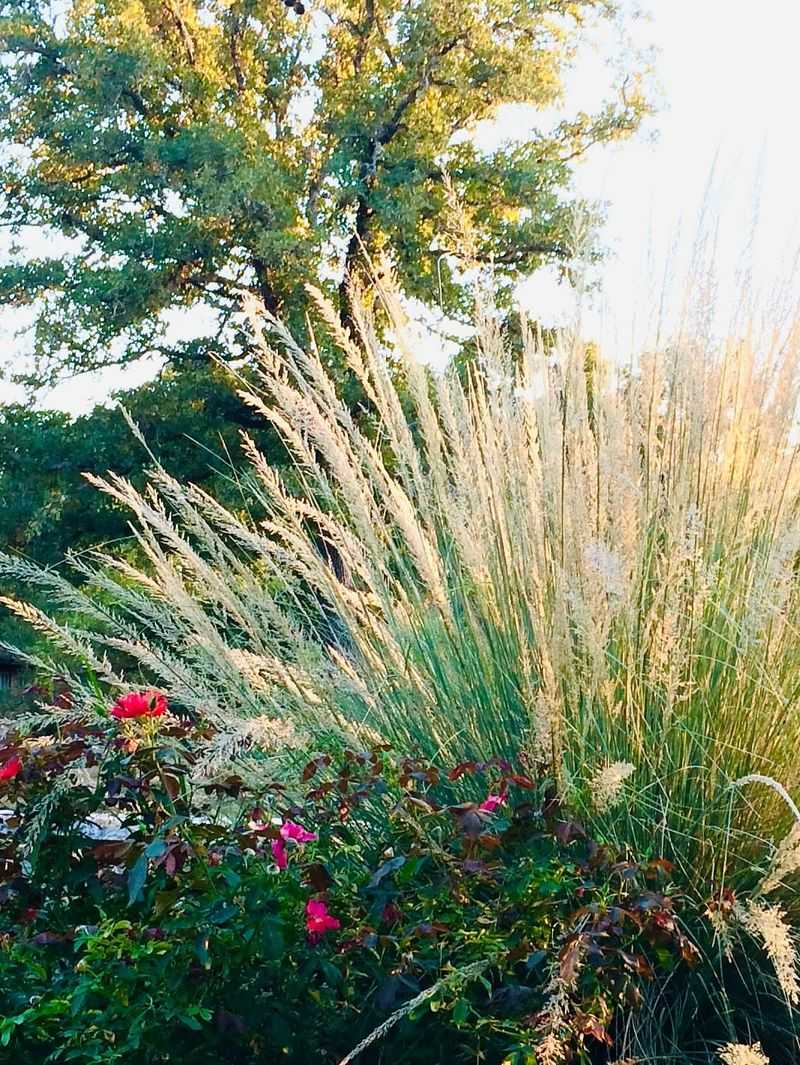 Ornamental Grasses