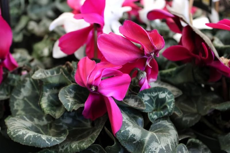 Recent Watering Changes Affecting Leaf Texture