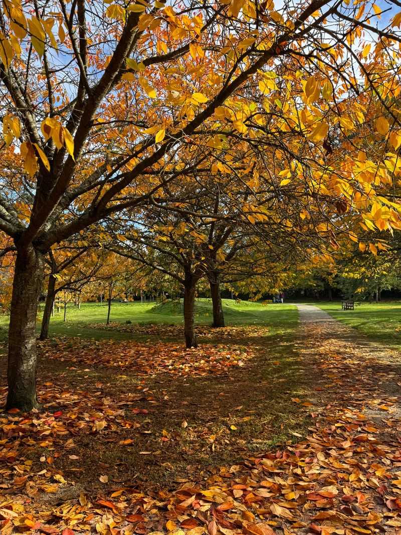 HOA Rules Can Override Default Responsibilities