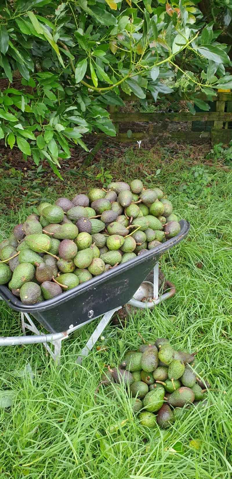 Avocado and Guacamole