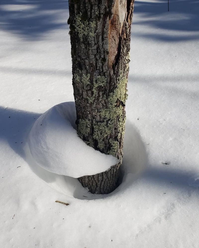 Snow Cover Can Create Uneven Trunk Temperatures