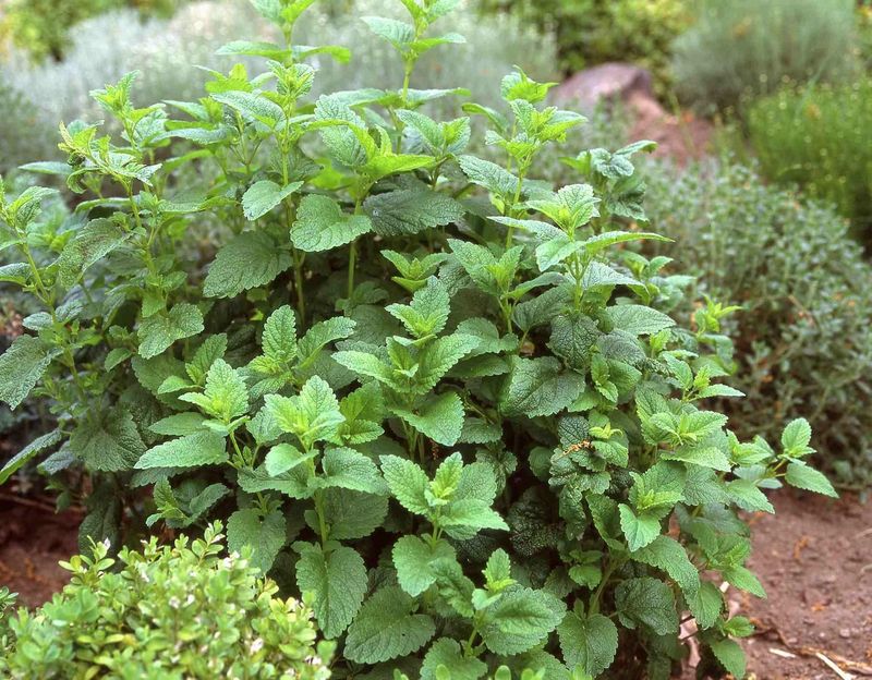 Natural Garden Fragrance Along Paths