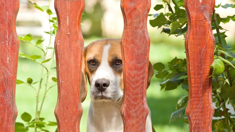 Nervous Behavior From Your Pets