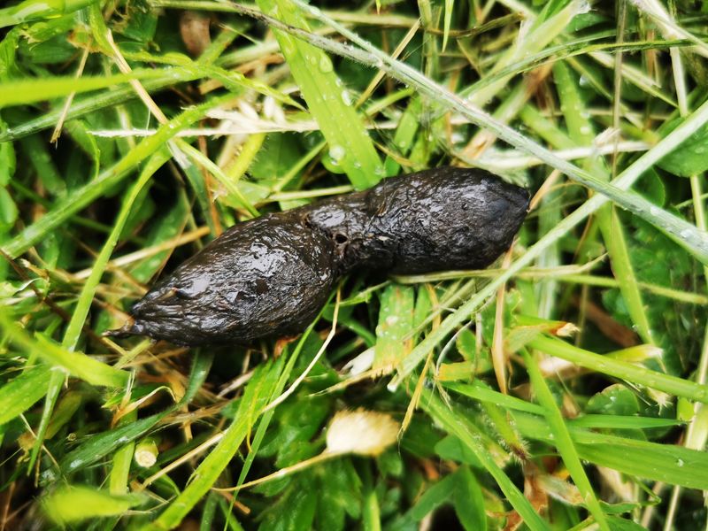 Droppings That Look Twisted With Fur Or Berries