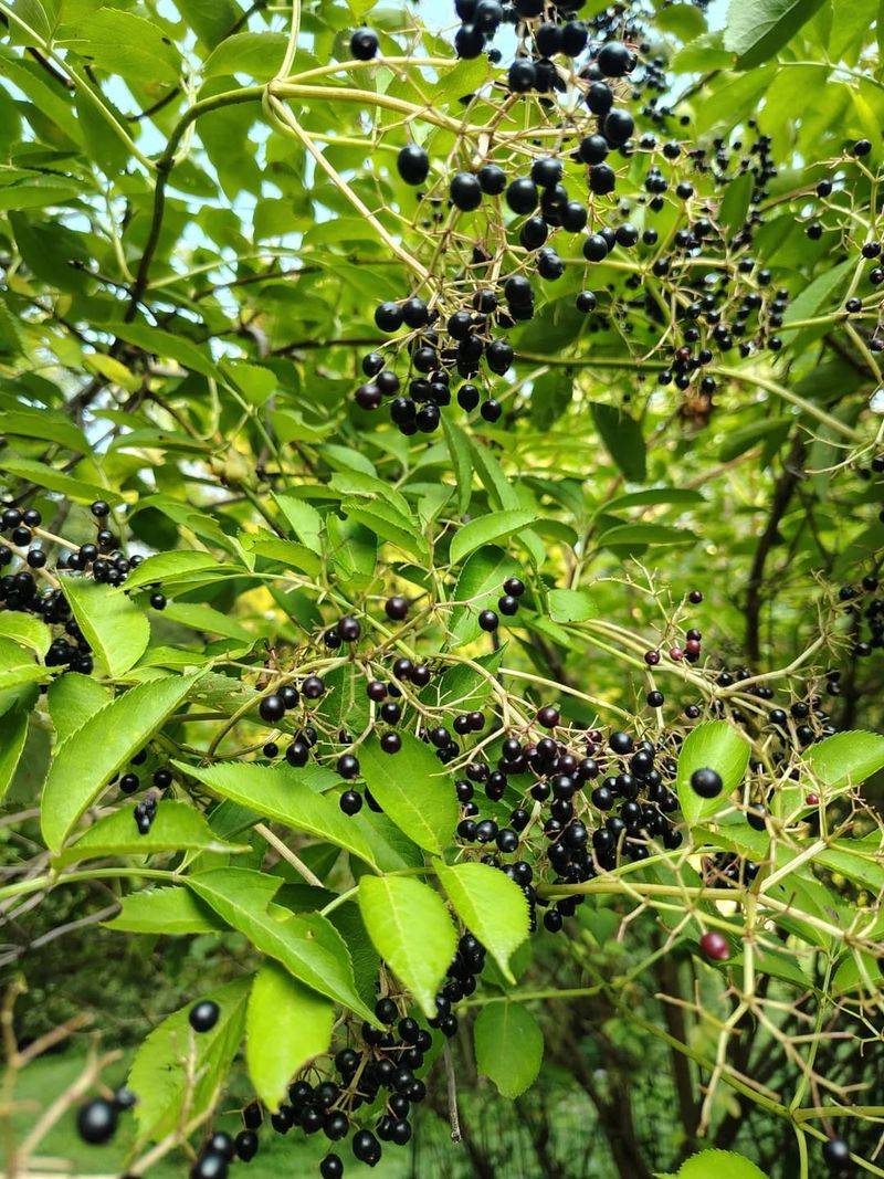 Stripped Berry Bushes And Low-Hanging Fruit