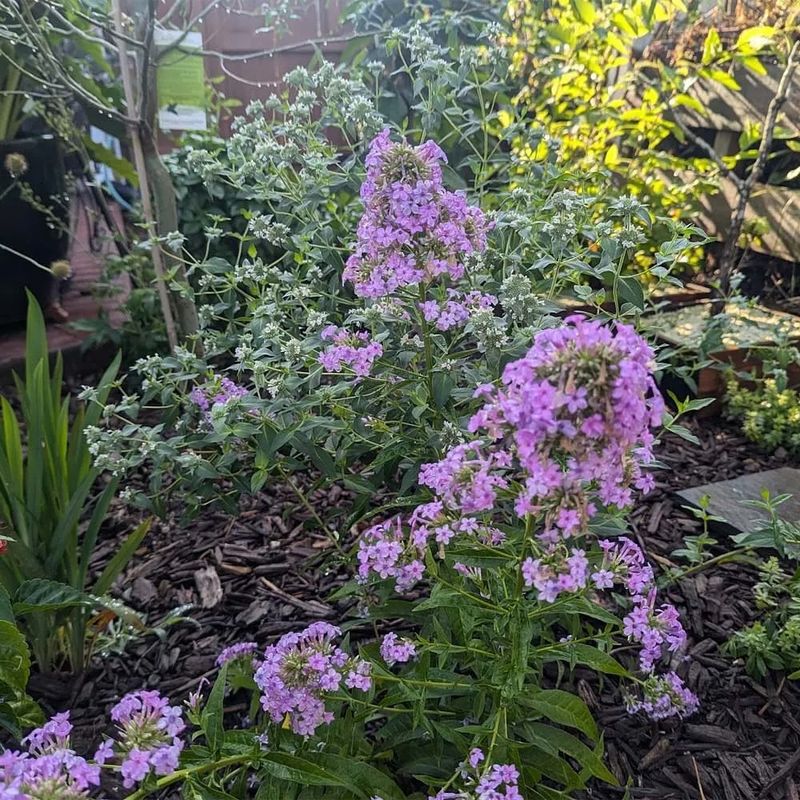 Phlox (Annual Winter Varieties)