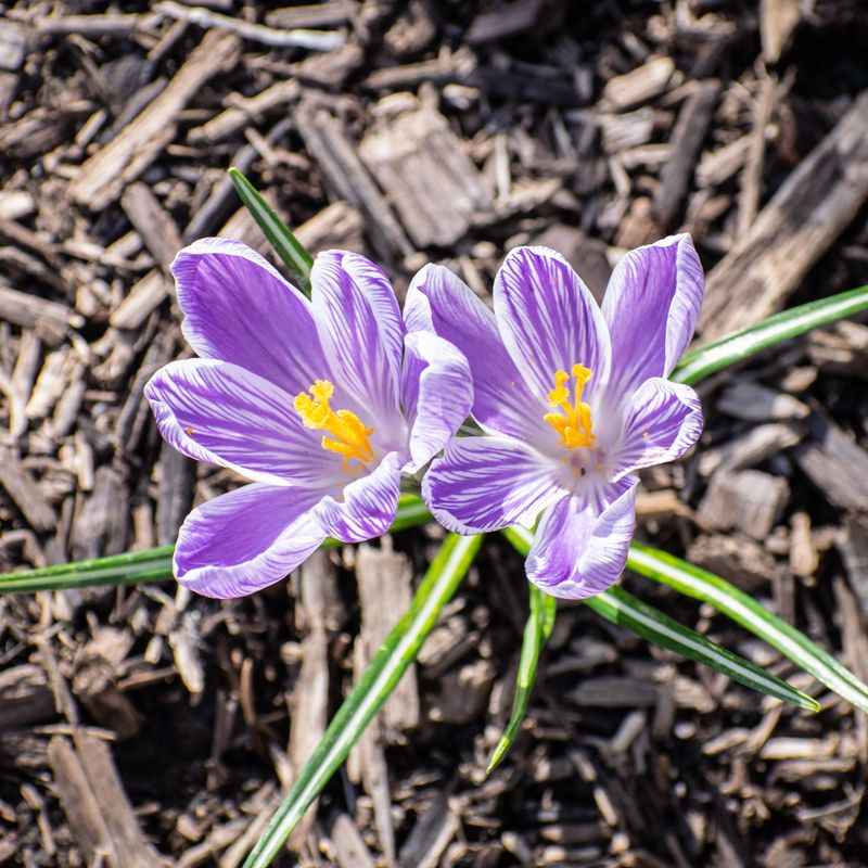 Crocus (Cold-Tolerant Varieties)