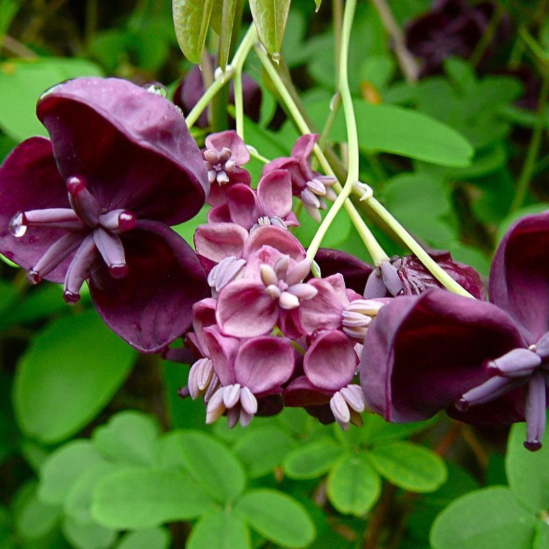 Chocolate Vine