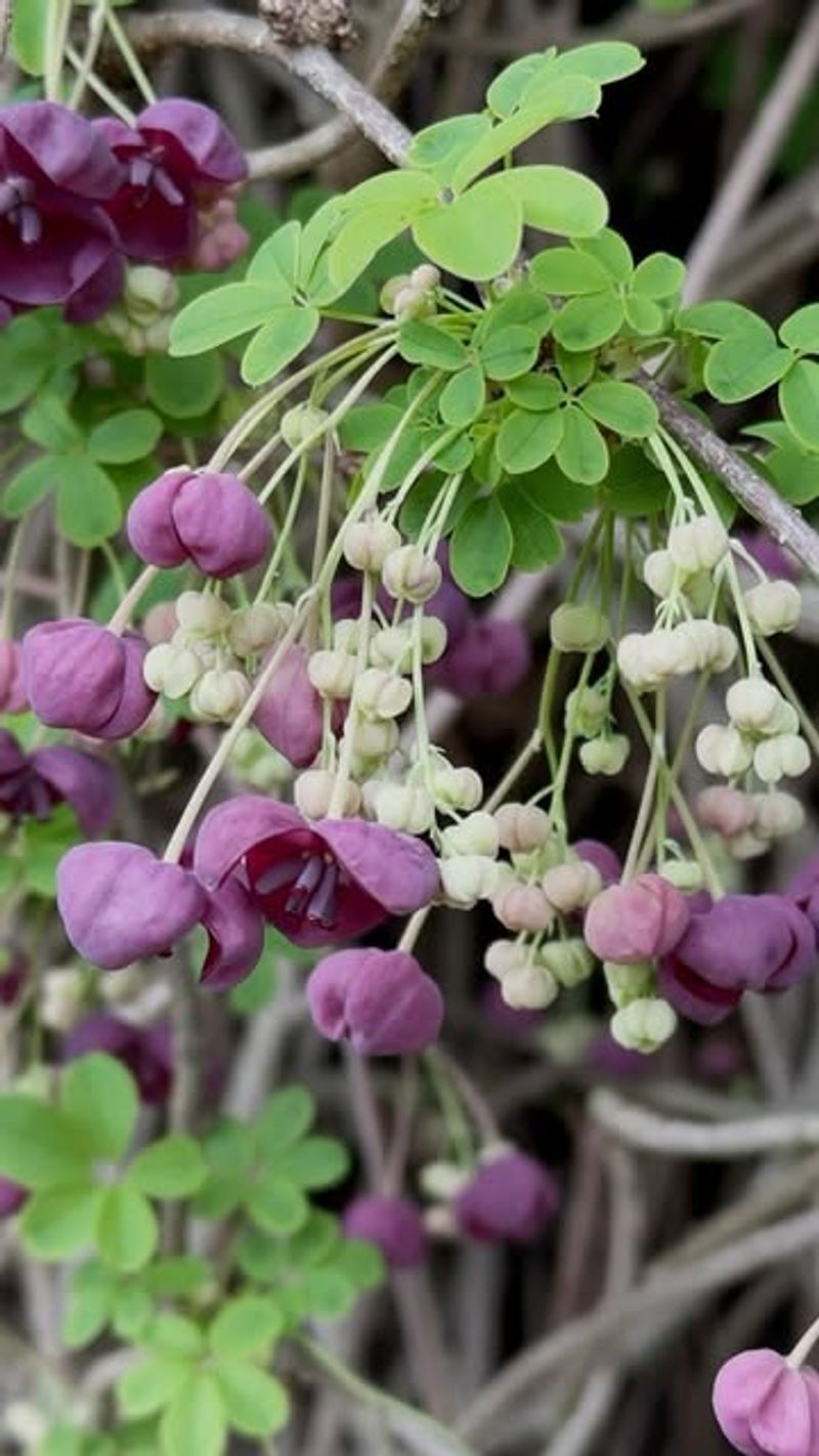 Akebia Or Chocolate Vine (Akebia Quinata)