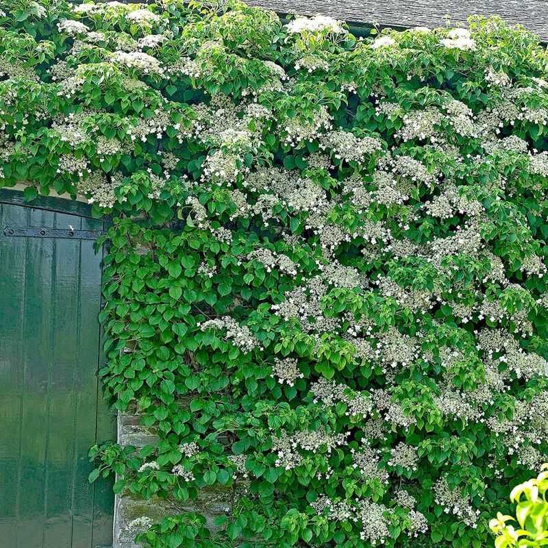 Japanese Hydrangea Vine
