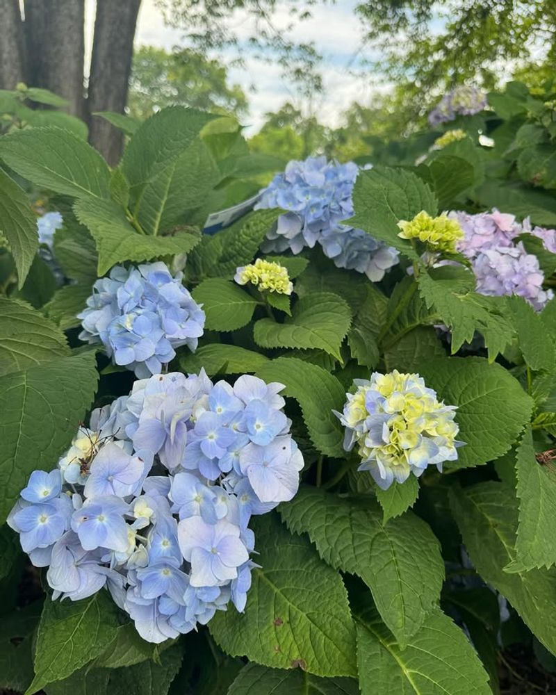 Japanese Hydrangea Vine Produces Fragrant Blooms In Low Light