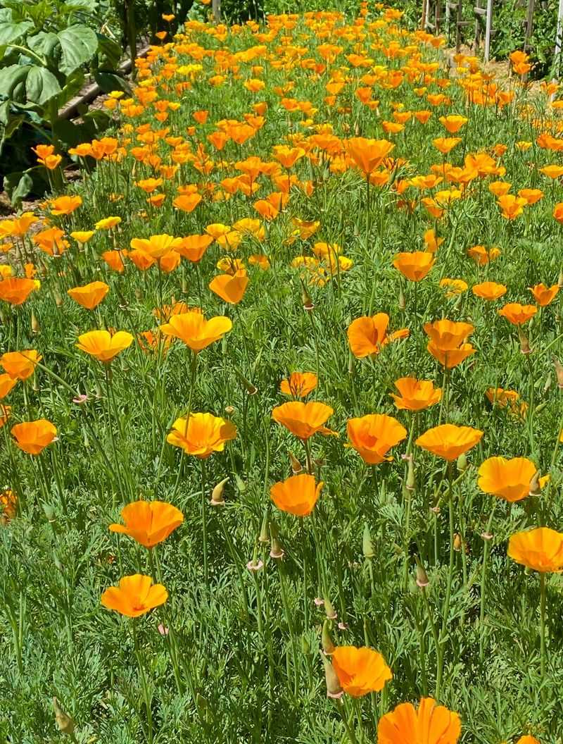 California Golden Poppy (Low-Growing Forms)