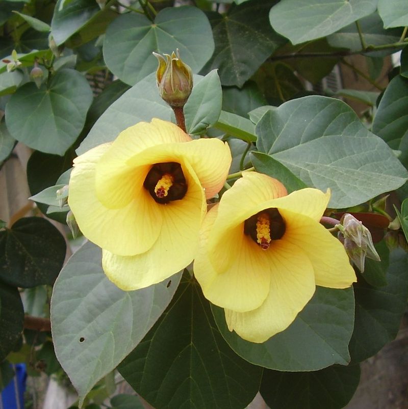Seaside Mahoe Or Sea Hibiscus (Hibiscus Tiliaceus)