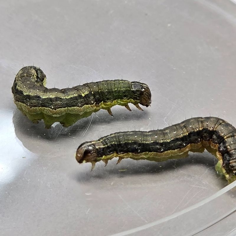 Increased Humidity Levels Favor Larval Development