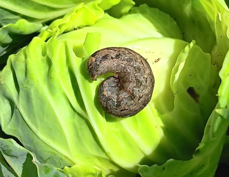 Changes In Rainfall Patterns Affect Soil Conditions