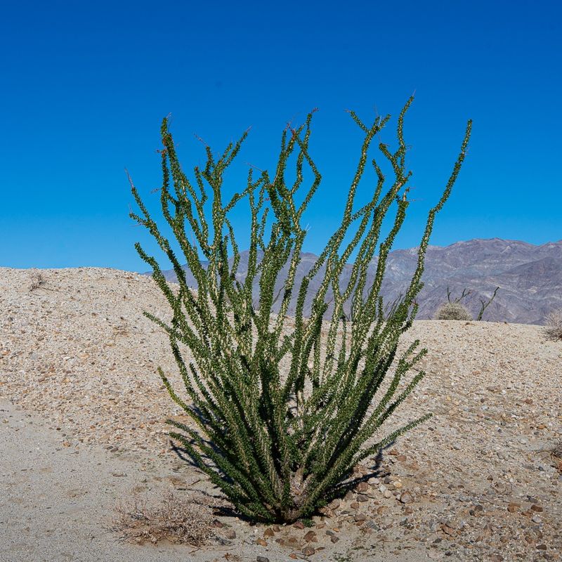 Extended Fall Moisture Carryover