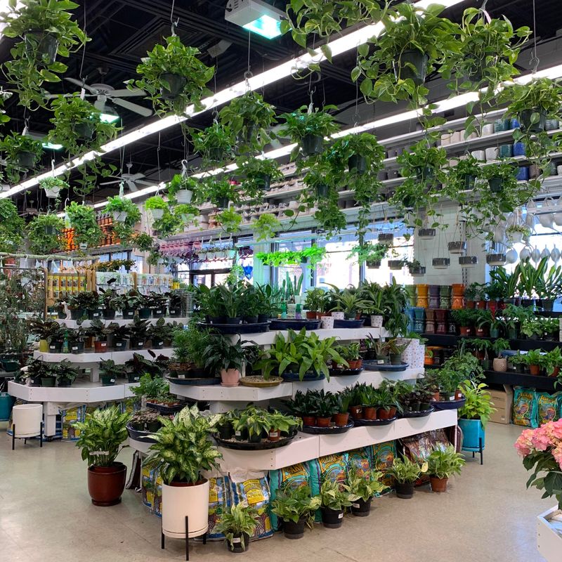 How The Preorder Process Actually Works