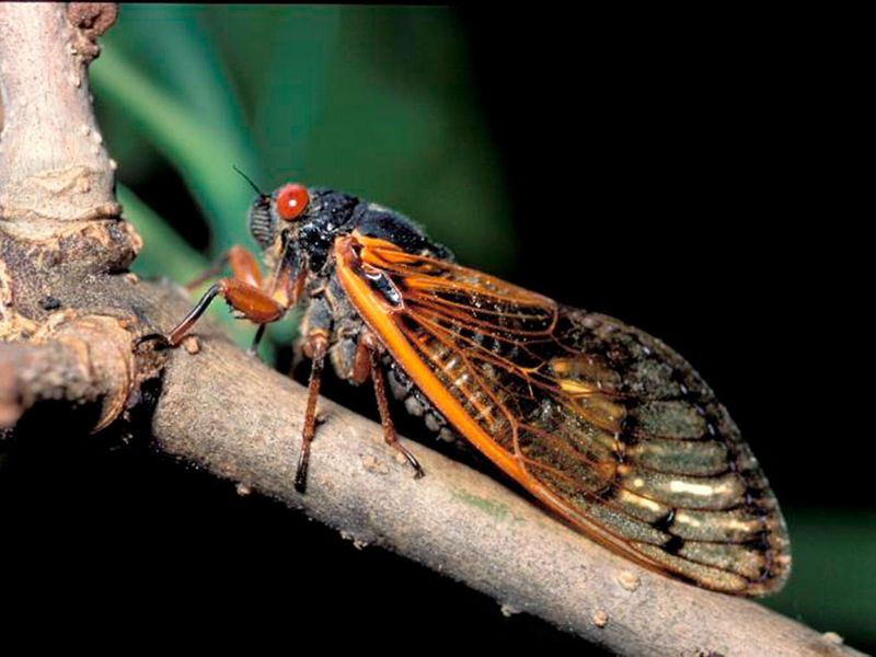 February Timing Matches Insect Emergence Cycles