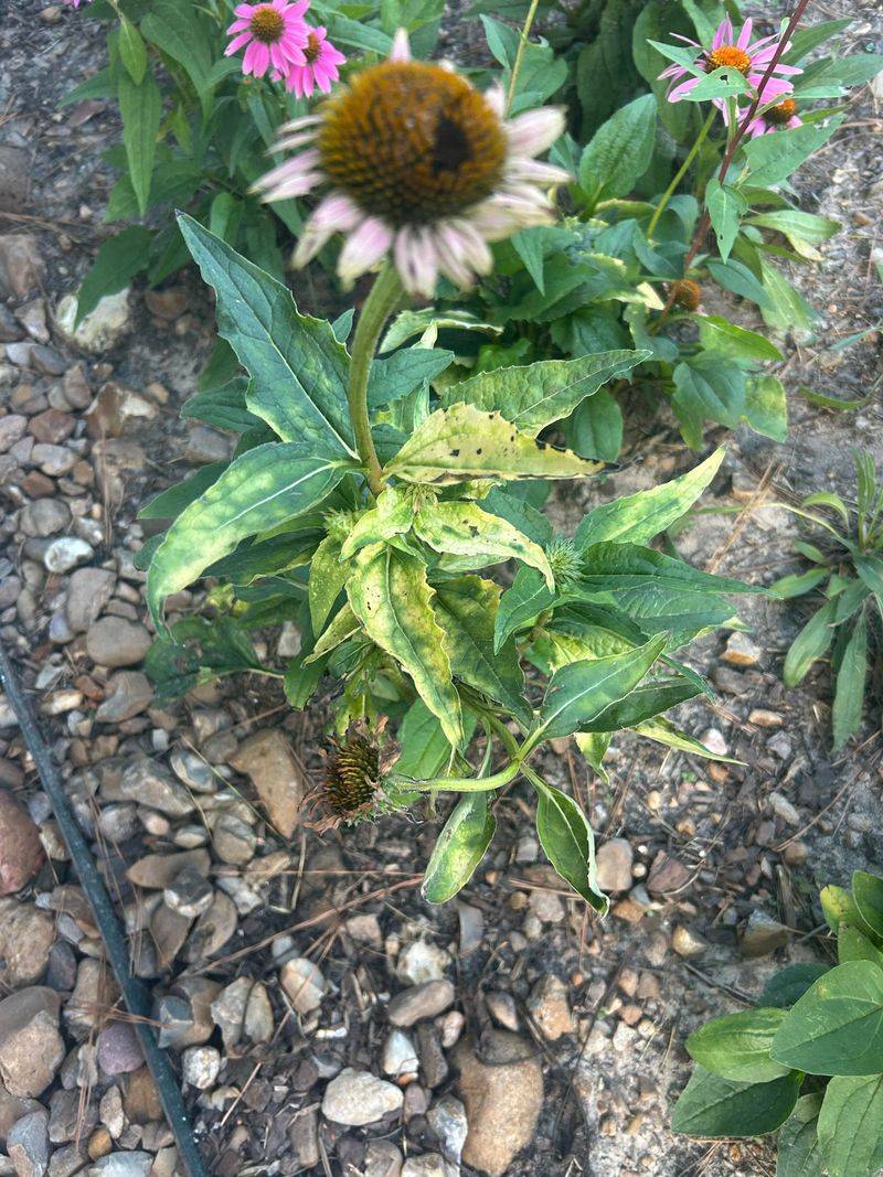 Removing Affected Flowers Is the Best First Step