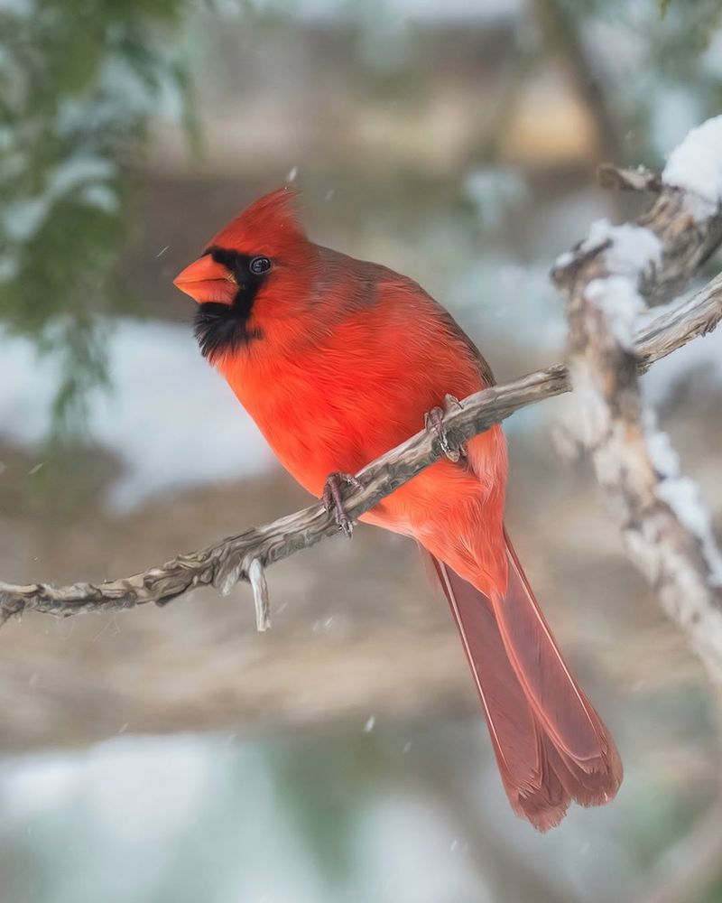 Males Scout Feeders Before Bringing Females