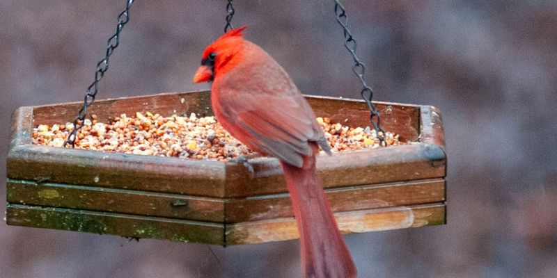 Mealworms Add Protein During Breeding Season