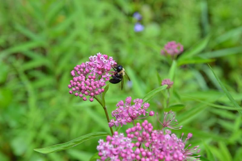 Pink Flowers That Handle Rain And Moist Soil