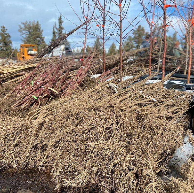 Bare-Root Trees And Shrubs Are Ordered In Winter