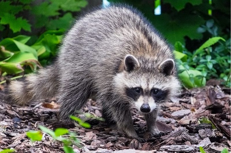 Fresh Mulch Smells Like Potential Food Sources