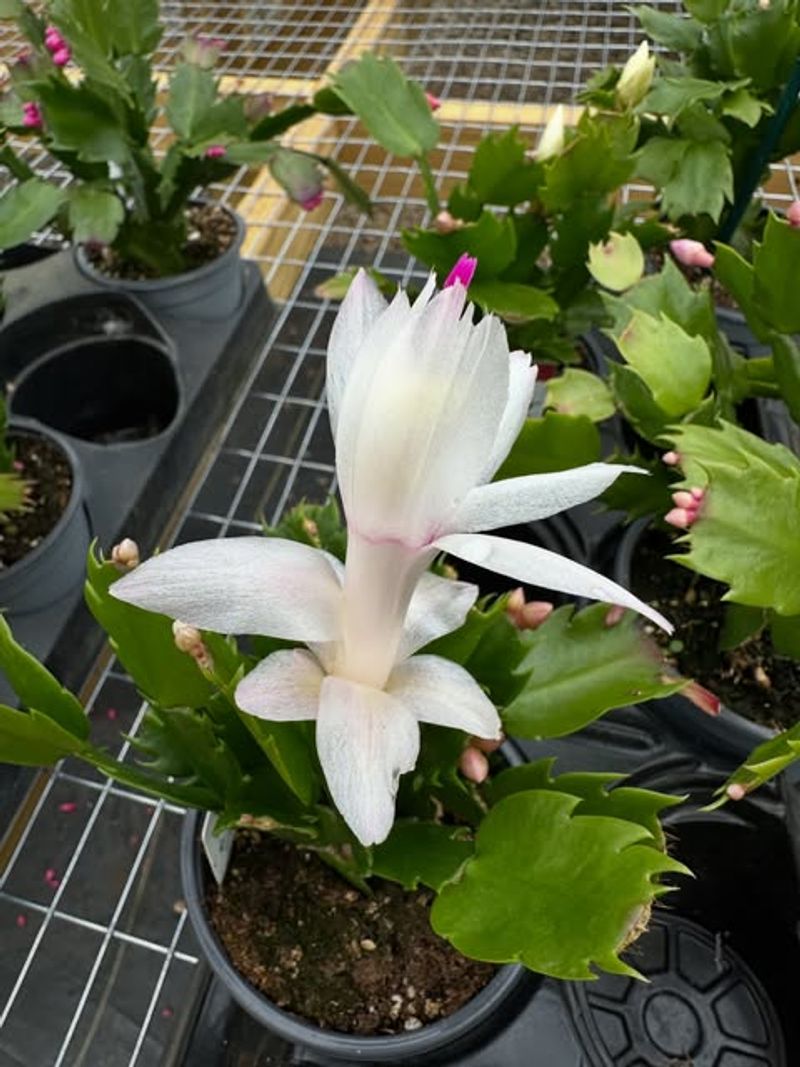 White Christmas Cactus Varieties