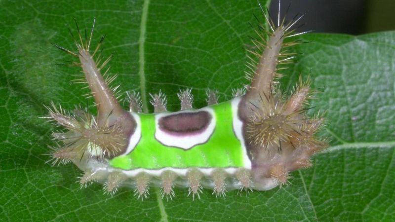 Stinging Caterpillars (Puss, Saddleback, Io Moth Caterpillars)