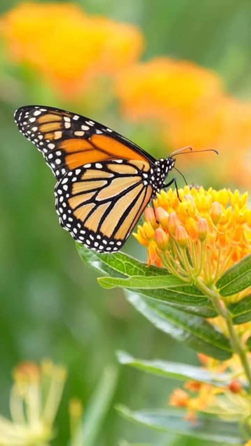 Monarch Butterfly