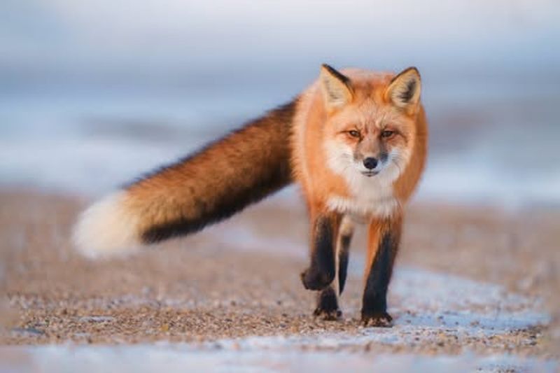 Red Fox