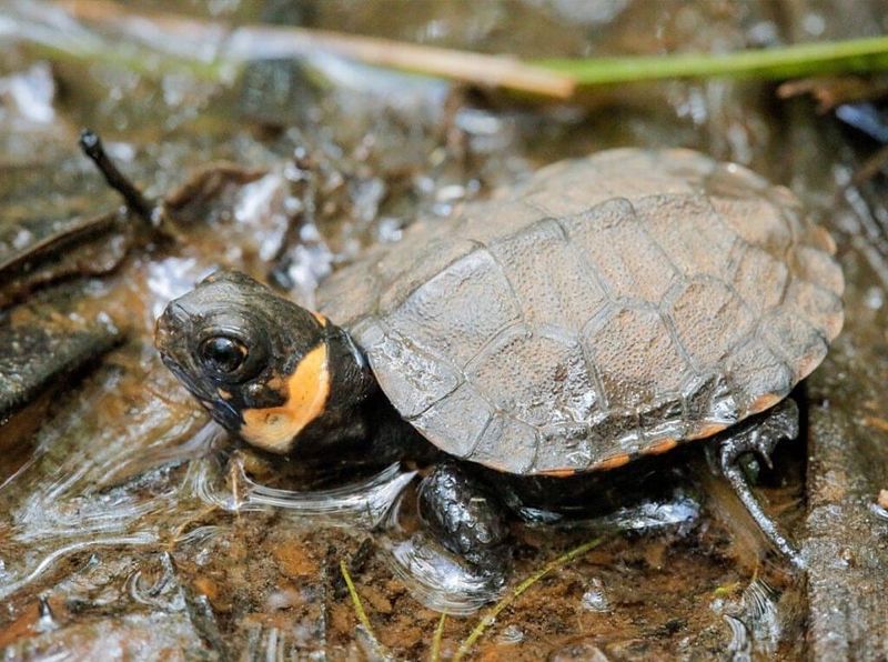 Bog Turtle (Glyptemys Muhlenbergii)