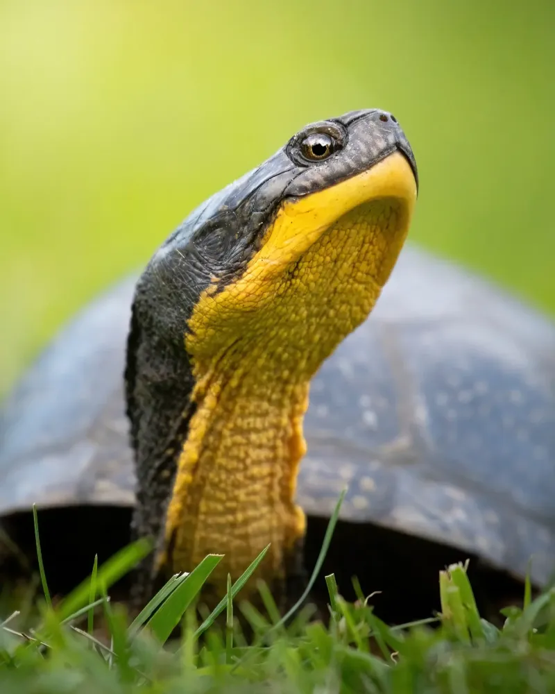 Blanding's Turtle (Emydoidea blandingii)