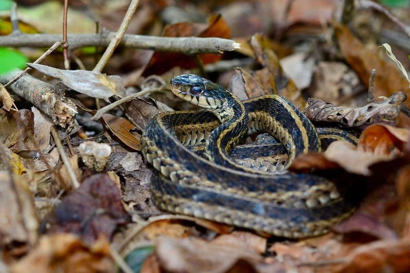 Garter Snake