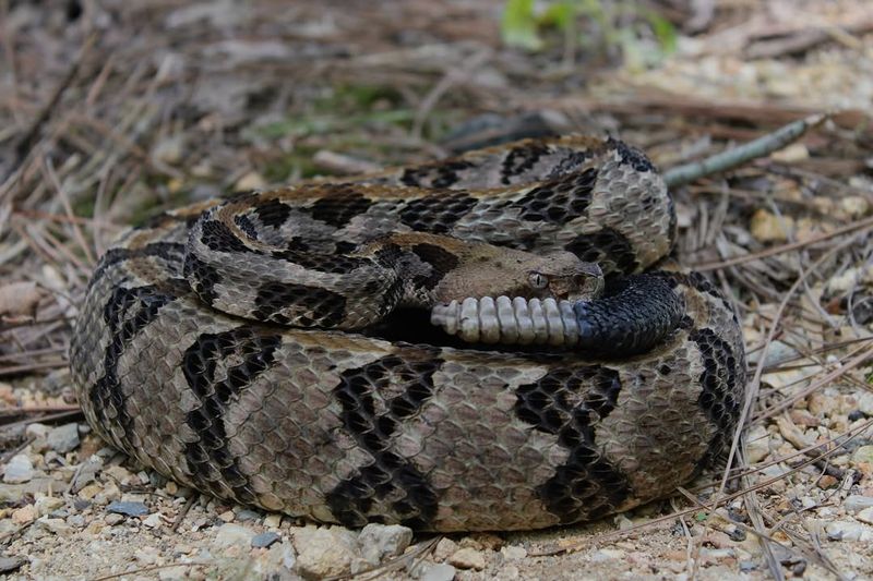 Timber Rattlesnake (Crotalus Horridus)