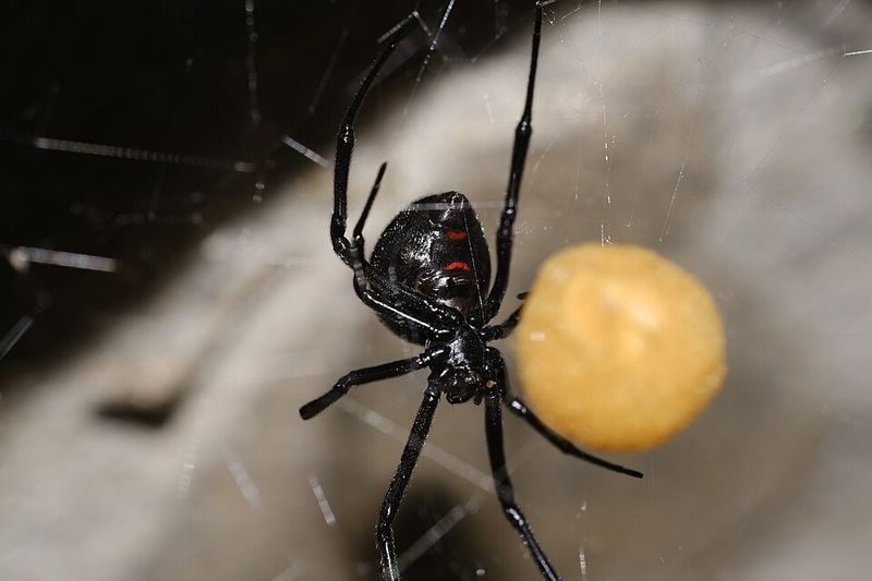 Black Widow Spider