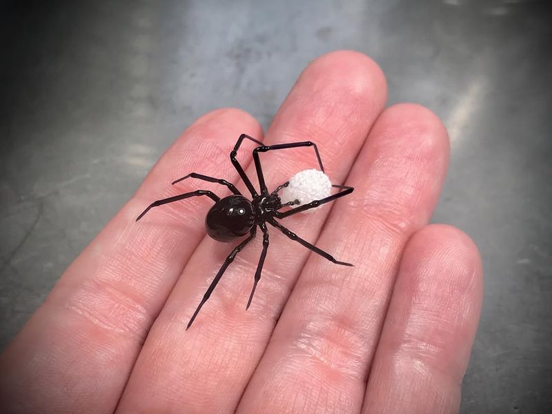 Black Widow Spider (Latrodectus Species)