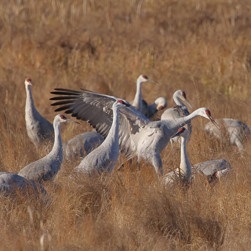 Sandhill Crane