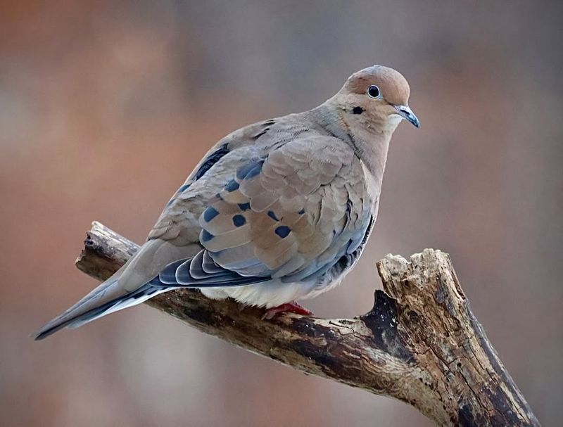 Mourning Dove