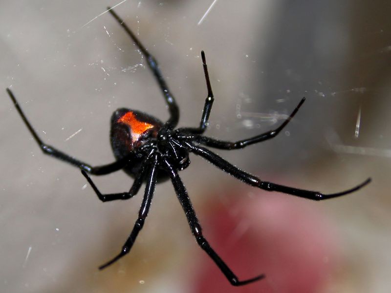 Black Widow Spider