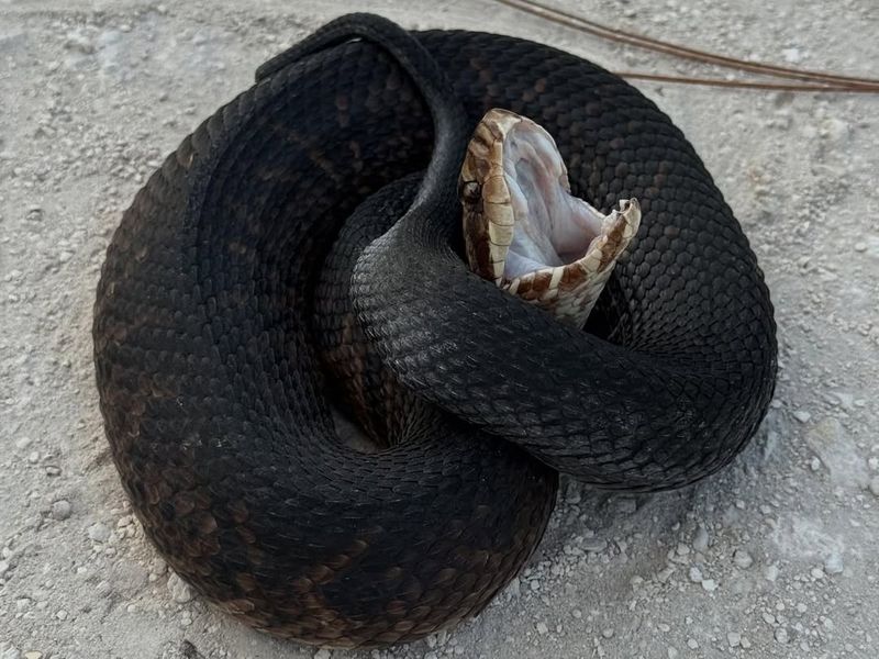 Cottonmouth Water Moccasin