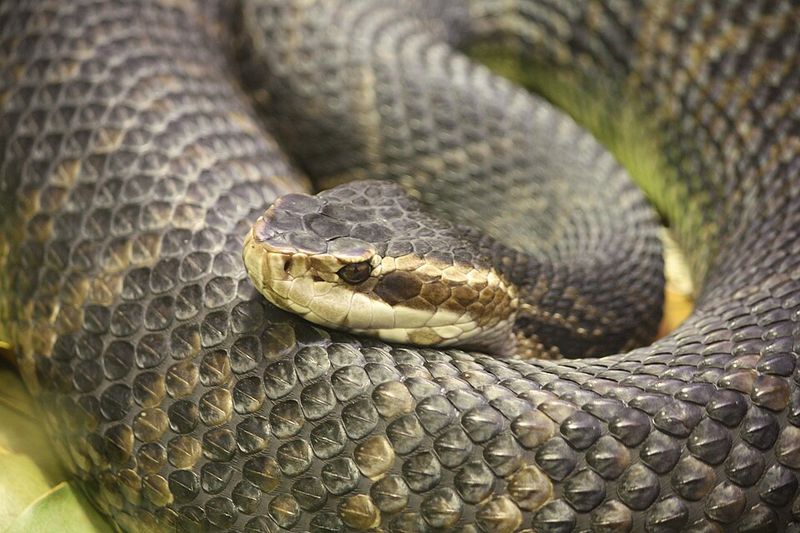 Cottonmouth (Water Moccasin)