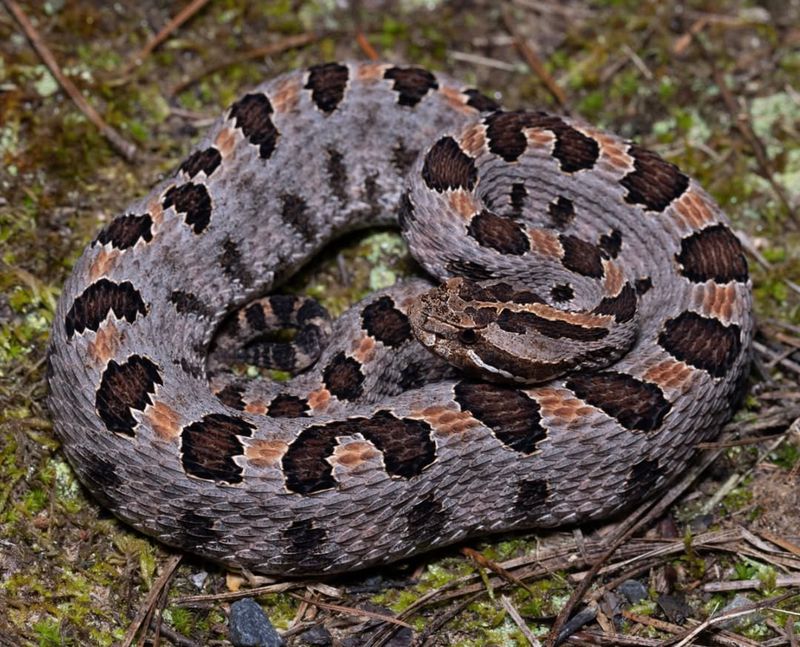 Pigmy Rattlesnake (Sistrurus Miliarius)