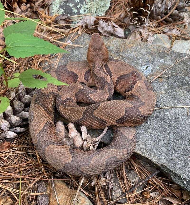 Copperhead Snake
