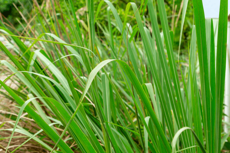 Fakahatchee Grass